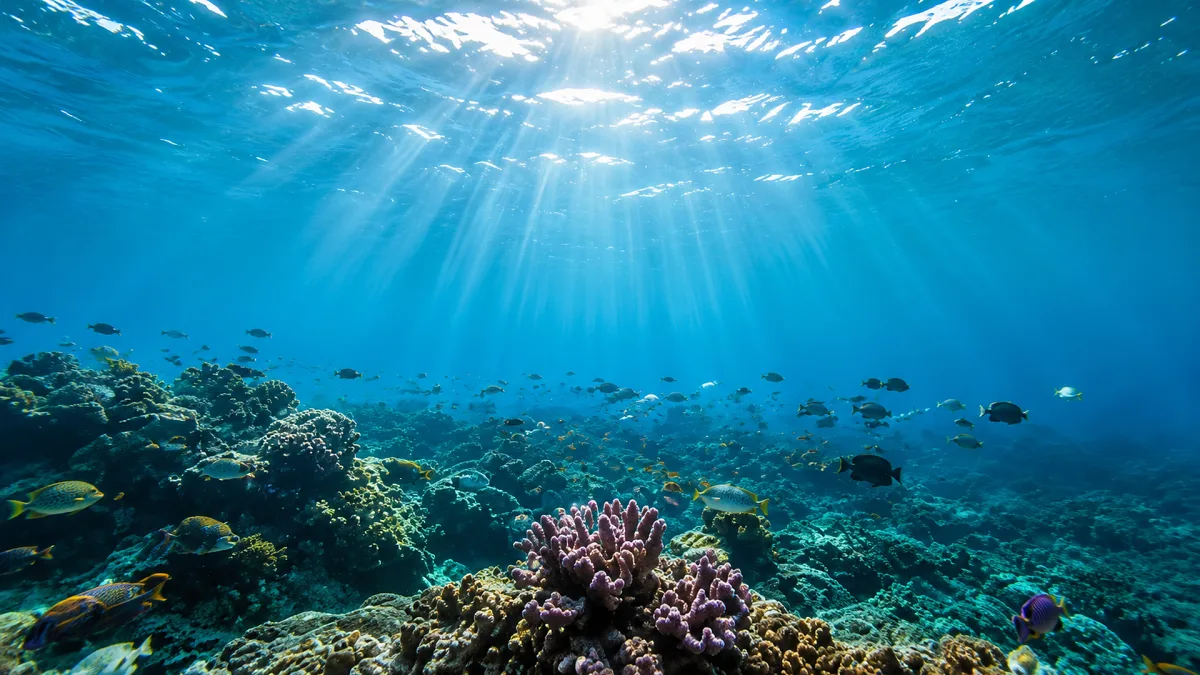 Sunlight filters over coral reef, turquoise water, and small fish.