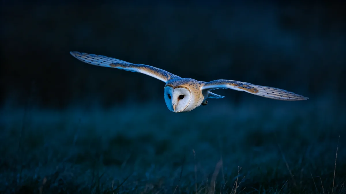Barn owl flying low over meadow at twilight