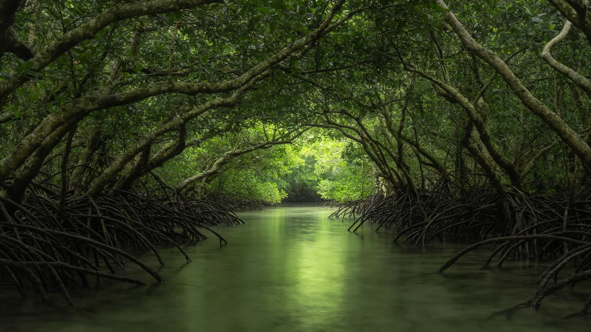 green river flowing beneath mangrove tree canopy