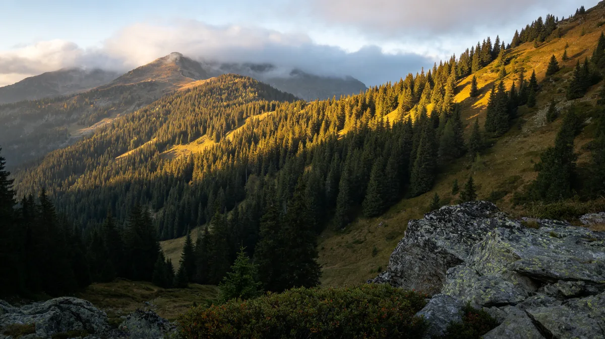 sunlit mountain forest valley with golden slopes