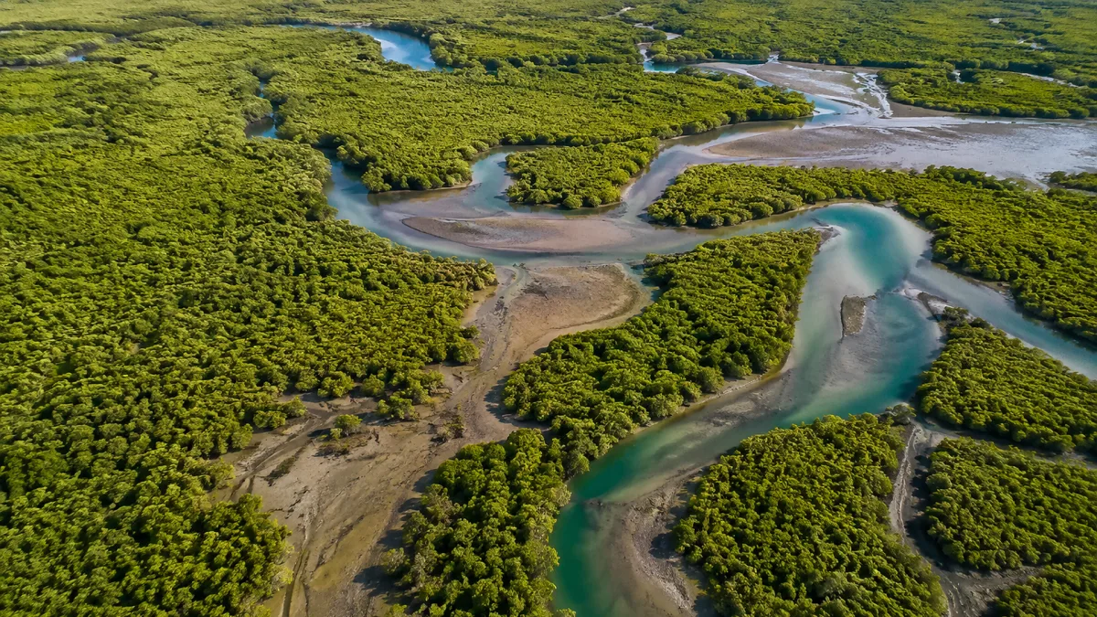 Aerial view of winding turquoise channels through a broad green wetland.