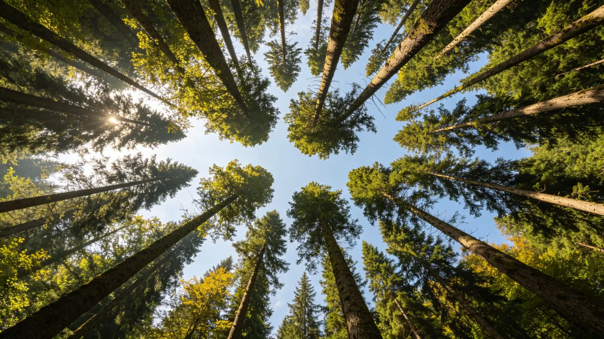 Tall trees rise in a circle toward a bright opening of sky, creating an immersive forest canopy view with green leaves, vertical trunks, and a quiet sense of shelter inside a natural woodland...