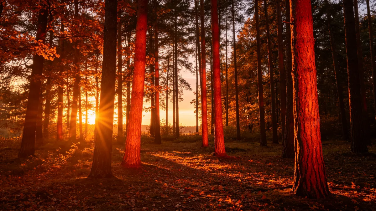 redwood forest trunks glowing in sunset light