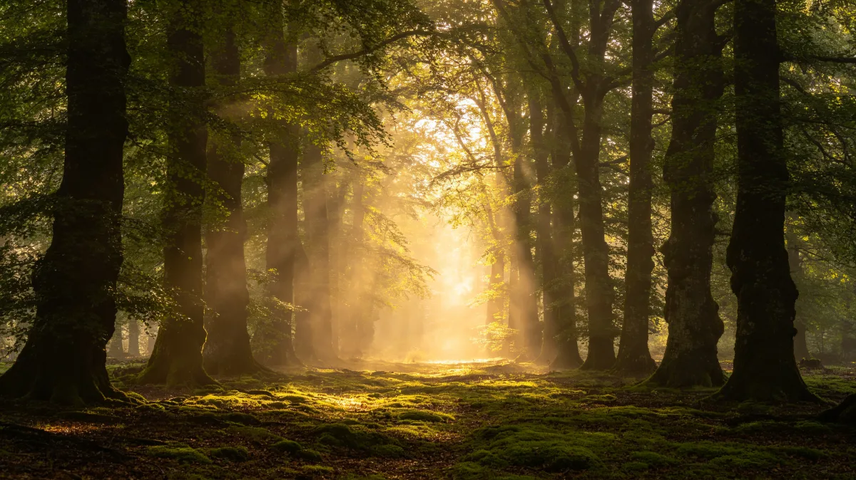 golden sunbeams through tall old forest trees
