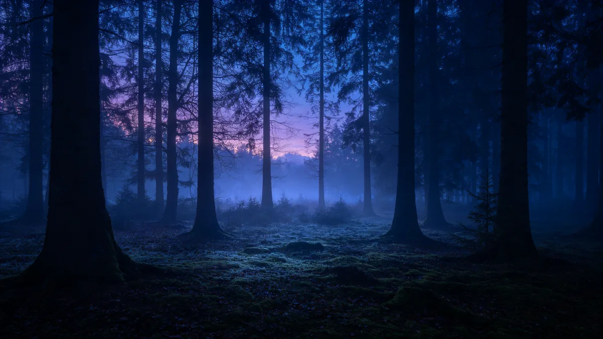 blue twilight pine forest with mist and purple sky