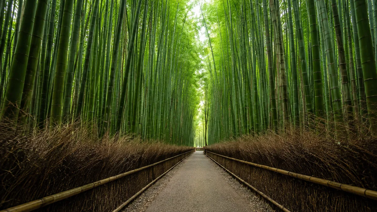 A straight path passes through tall green bamboo in a dense forest corridor.