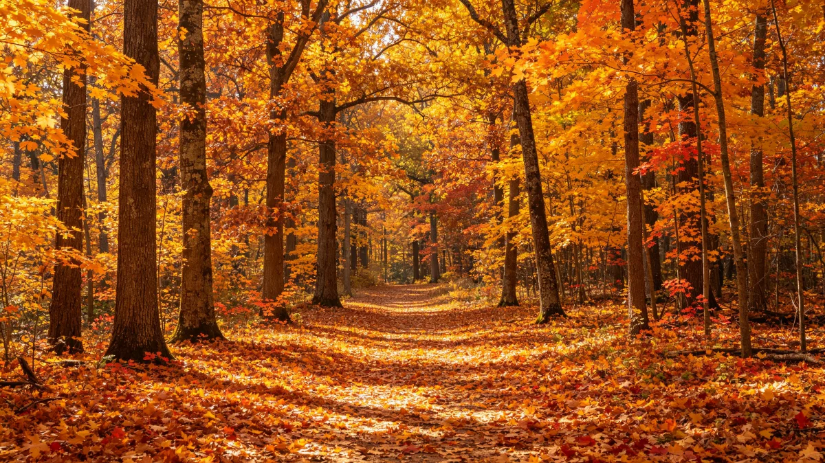 autumn forest path covered with golden leaves