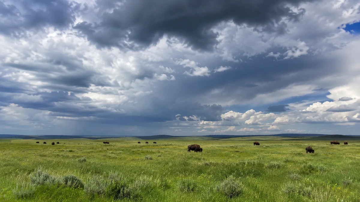 Dark storm clouds gather above an open grassland with grazing animals.