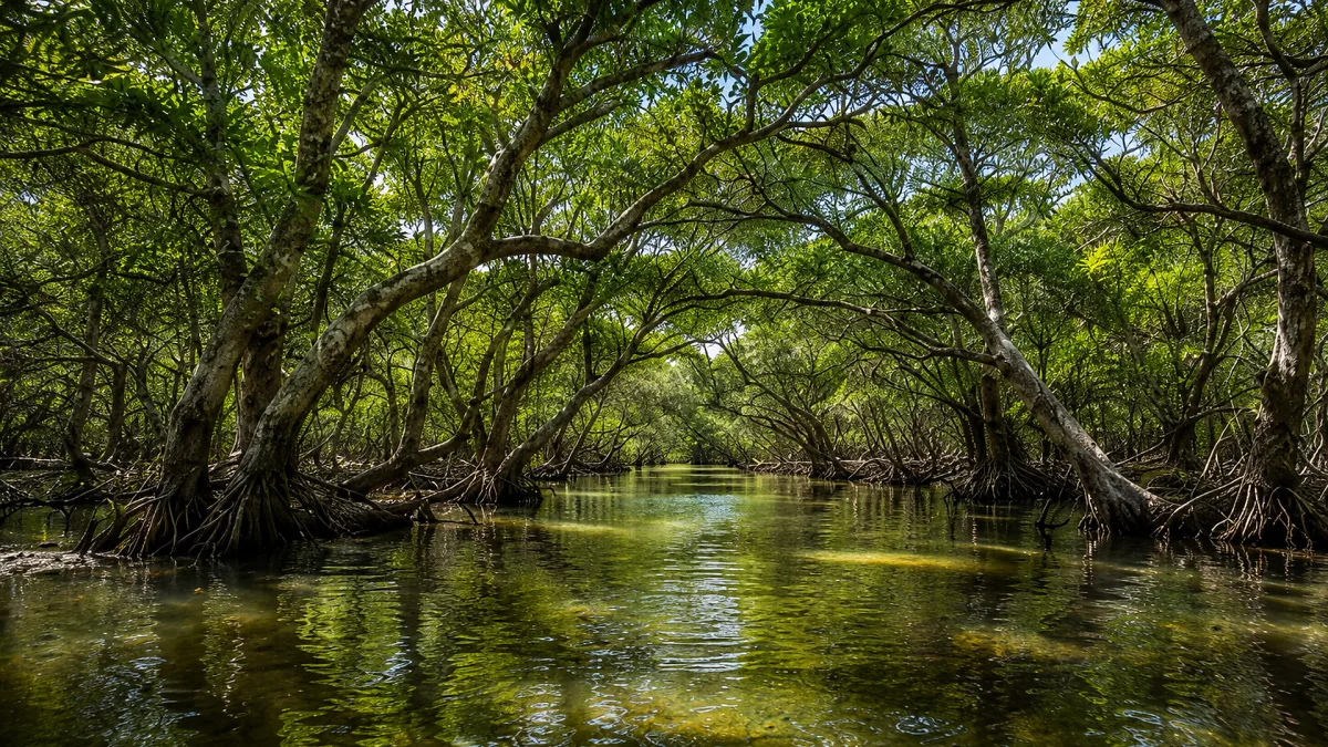 A mangrove wetland waterway flows beneath arching green trees and roots.