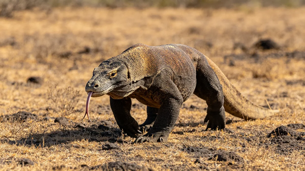 Komodo dragon walking with forked tongue on dry grassland